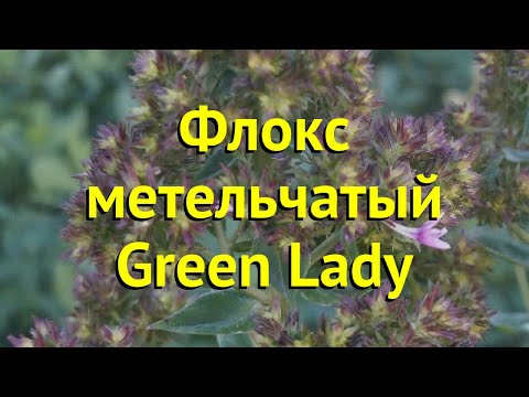 Флокс метельчатый Грин