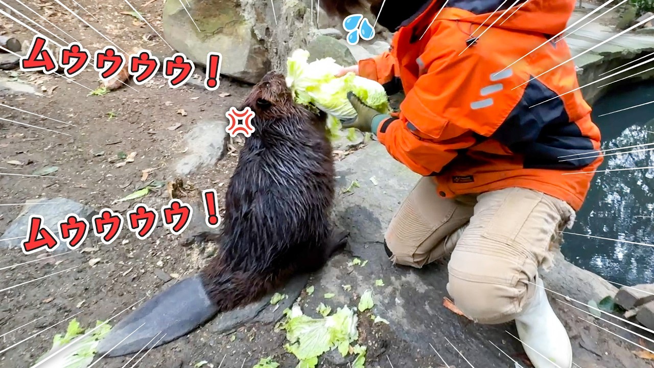 絶対に白菜を丸ごと1玉食べたいビーバーVS食べさせすぎたくない飼育員【晩白柚】