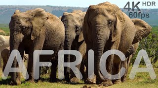 Wild Africa With Love In 4K 60Fps Hdr Ultra Hd- By Nice Lab