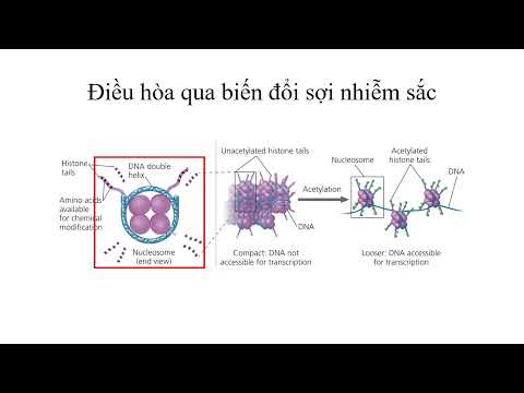 Video: Sự biểu hiện của gen ở E coli được quy định như thế nào?