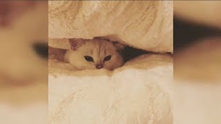 Chubby Cat Hides Under Pillow
