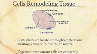 General Skeletal Lecture 1 - Skeletal Cells