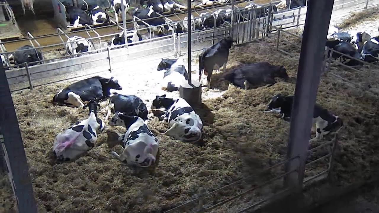 Livestream von Hemme Milch Uckermark
