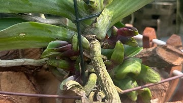 Cách làm mầm gốc, mầm con cho lan ngọc điểm, đai châu, nghinh xuân