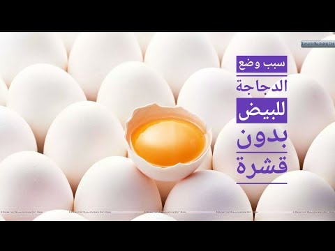 سبب وضع الدجاجة البيضة بدون قشرة الحلقة 157