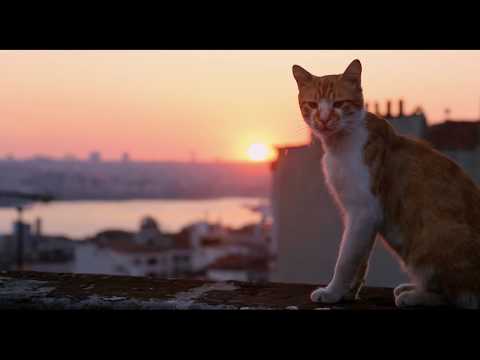 Город кошек (Документальный / США, Турция/ 6+/ в кино с 30 ноября 2017)