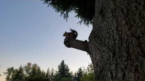 My Douglas Squirrel, Honey. Protecting her territory at sundown. 9/2/21