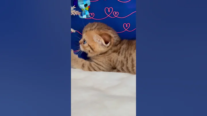 Watch the video about Blue eyes Scottish fold female kitten #cat #kitten #cute #scottishfoldcat #scottishfoldkitten
