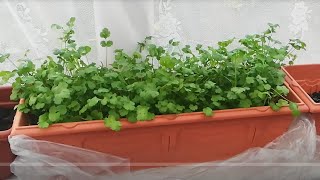 How to harvest cilantro/Coriander| Indoor Garden How to harvest cilantro/Coriander| Indoor Garden