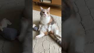 Download Lagu Why does he walk like he pays rent MP3