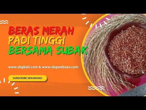 Manfaat Kesehatan dan Peluang Bertemu CEO SBGbali.com dan SBGwebseo.com: Rasakan Keajaiban Beras Merah Berkhasiat