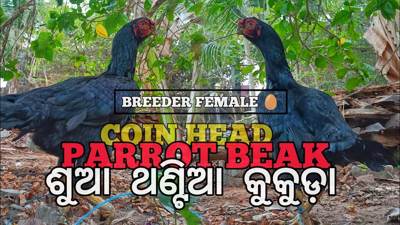 Pure Quality PARROT BEAK Aseel Female Available 🎉 ✅ / ଶୁଆ ଥଣ୍ଟିଆ କୁକୁଡ଼ା / BHUBANESWAR ASEEL ODISHA 
