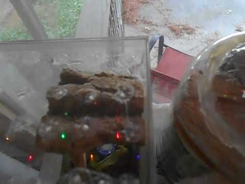 Making Jumping Spider Enclosures - tools and my wild caught jumpers