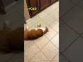 99%笑ってしまう猫の動きがこちら...