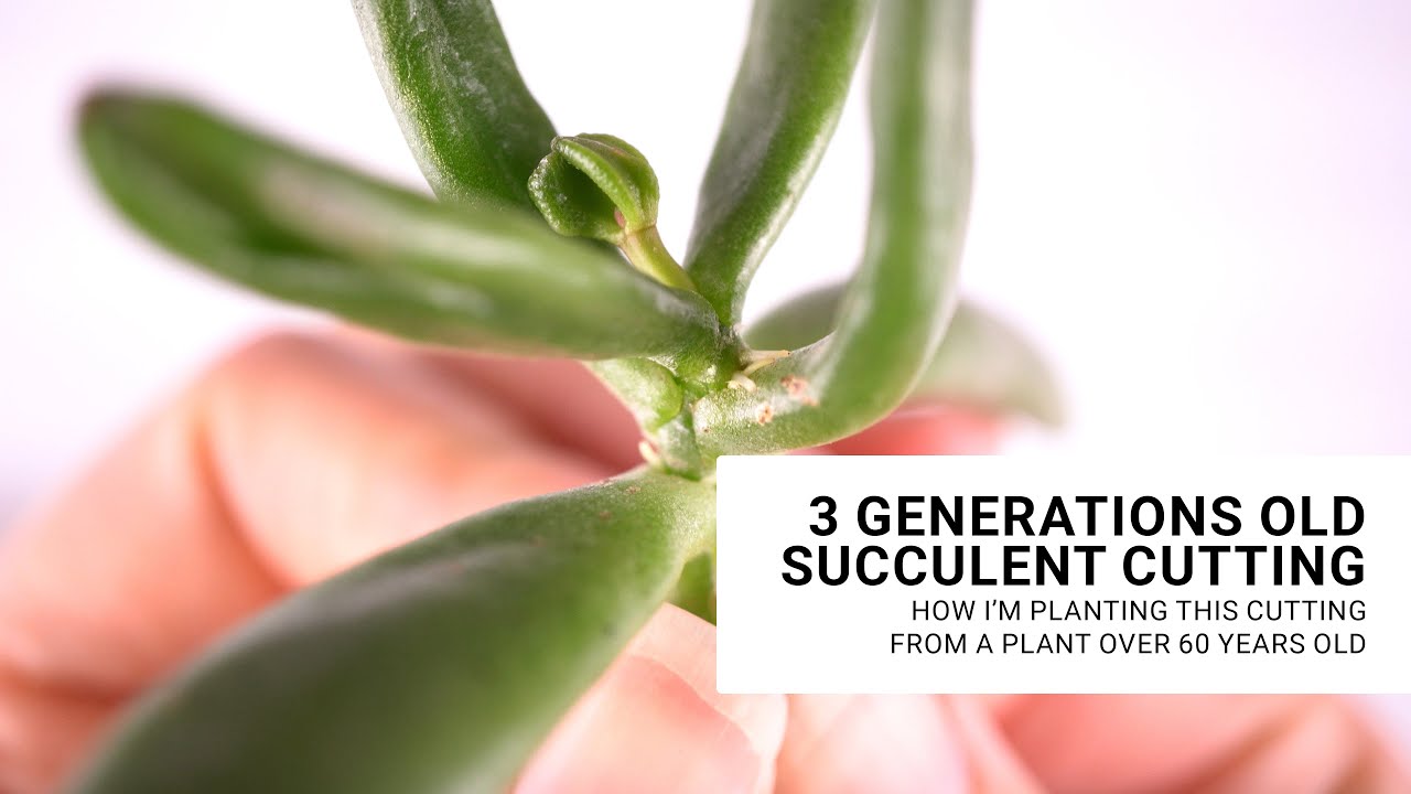 How to plant succulent cuttings and when to expect new roots to grow ...
