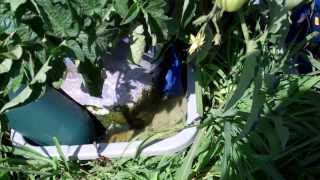 Quick Little Tip To Keep Your Self Watering Planter Full Of Water!
Check out Rain Gutter Grow System Magazine by Larry Hall See Lots Od Cutting Edge Container Gardening
http://flip.it/FzI8UK
Also Our Face Book Rain Gutter Grow System group Page! Learn All Kinds Of Cutting Edge Container Gardening!
https://www.facebook.com/groups/14474...
Check out Our Web Site! We Have The Worlds Largest Selection Of Genuine Root Pouch Grow Bags, The Worlds Only Tested To Approved FDA Guidelines For Growing Food!
Also Everything You need To Build Your Own systems Complete Kits and all the Accessories!
https://www.growbaggardensystems.com/ Quick Little Tip To Keep Your Self Watering Planter Full Of Water!