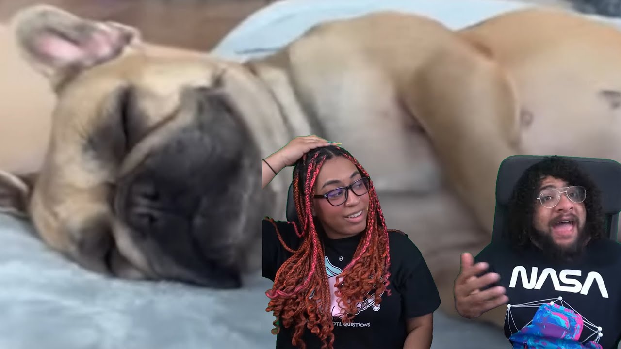 We Chillin Dog! | Daily Dose Of Internet