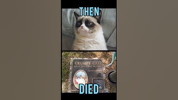 Famous Cats memes(Then vs Now) #meme #memes #nostalgia #catmemes