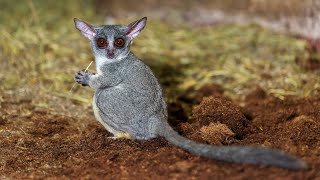 10 Wild Animals in Gambia
