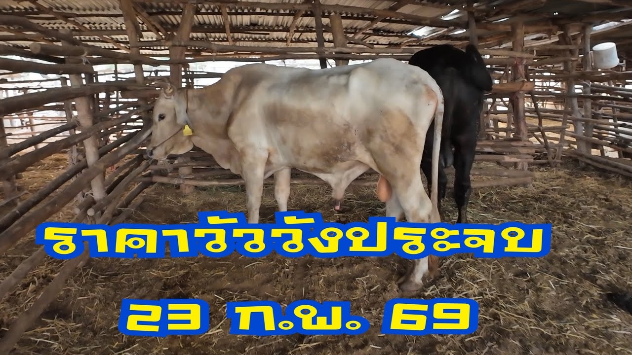 ราคาวัวตลาดนัดโคกระบือวังประจบ ตาก(23 กุมภาพันธ์ 2569)