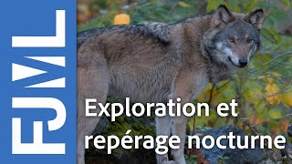 Deux loups en prospection - Jura - FJML 2019