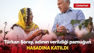 Türkan Şoray Adının Verildiği Pamuğun Hasadına Katıldı