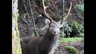 Sika stags roaring