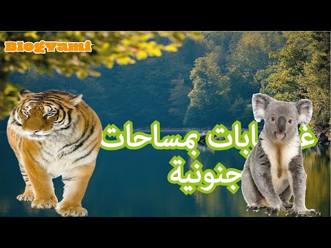 اليك 10 أكبر الغابات بالعالم