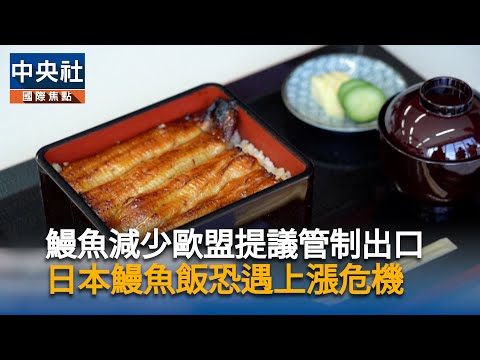 鰻魚減少! 歐盟提議全面管制出口　日本鰻魚飯恐遇上漲危機