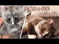 【前編】アメリカンカールの子猫の成長日記 生後２ヶ月半〜５ヶ月【まとめ動画】