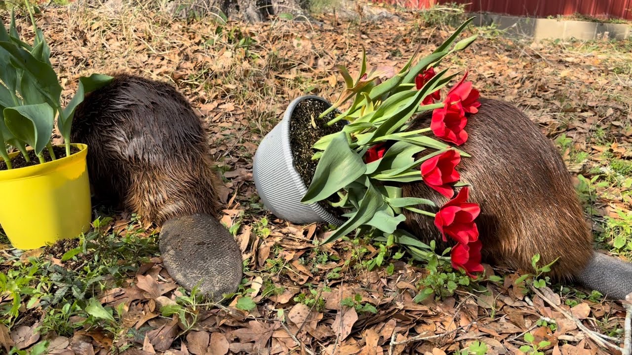 Celebrating spring with the beavers 