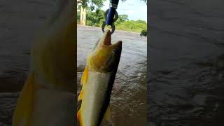 Pesca urbana Rio-Cuiabá-MT , pescaria de Dourada na isca artificial dentro da cidade de Cuiabá ..