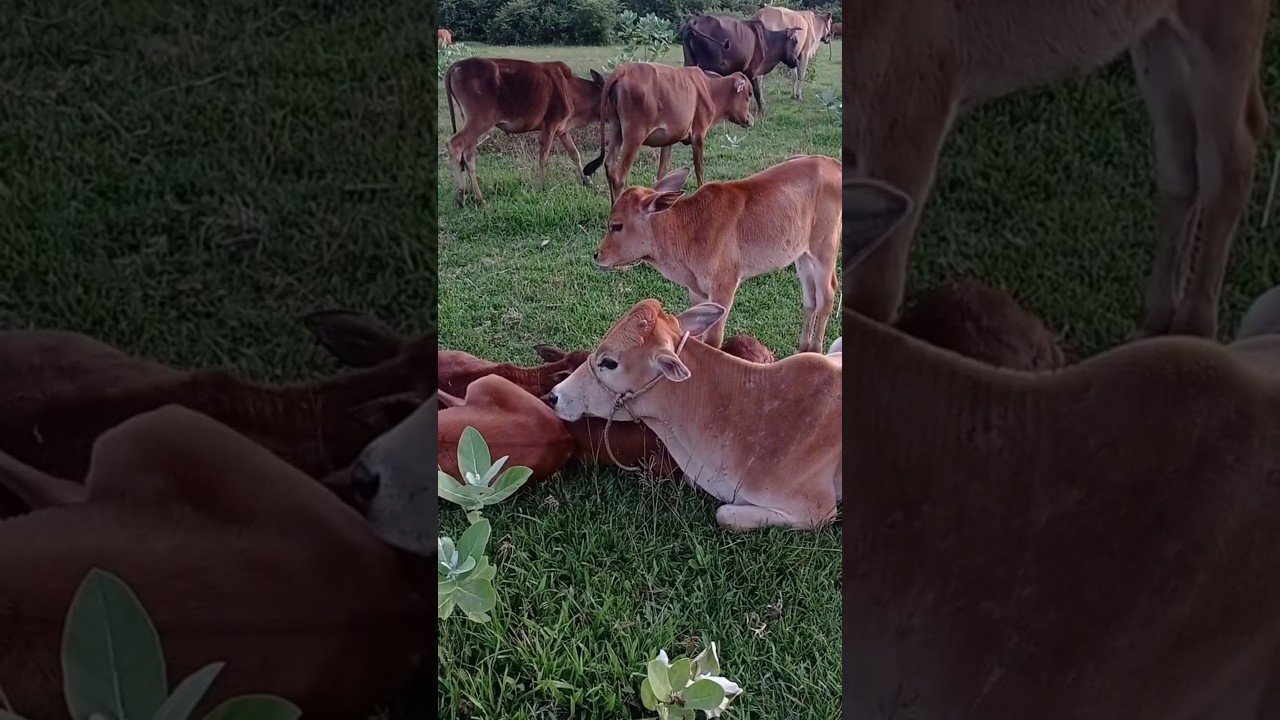 Begini cara sapi tidur setelah kenyang makan rumput video hiburan sapi-sapi lucu 