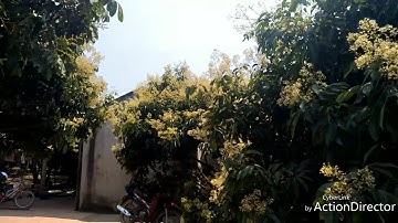 Hoa vải lục ngạn bắc giang, 2018