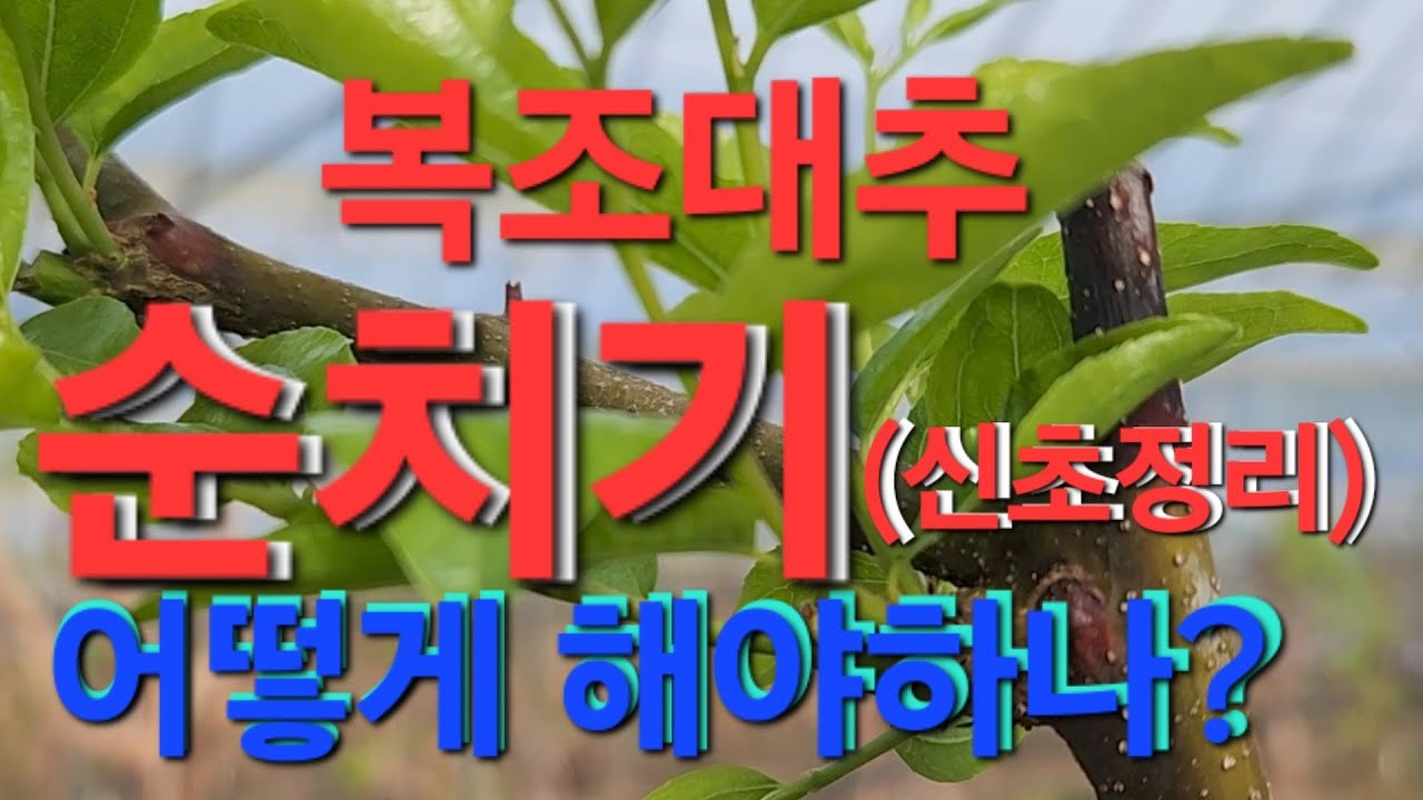 복조대추순치기/신초정리 /Jujube Fruit