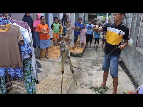 TOPENG MONYET LUCU SEKALI  , SHOW FUNNY MONKEY, Full AttractionTopeng monyet lucu