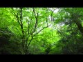【自然音】野鳥のさえずり / 1 Hour Nature Sounds - Birds Singing
