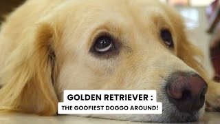 Golden retriever facts