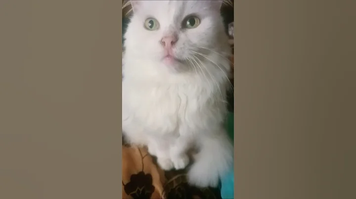 Watch the video about ANGORA #shorts #angora #cat #catlover #cutecat #cute #funny #love #motivation #pets #memes #animals