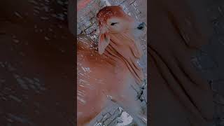 Download Lagu #dj #cover #dangdut #music #funny #djremix MP3