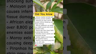 Deadly Animal Abilities