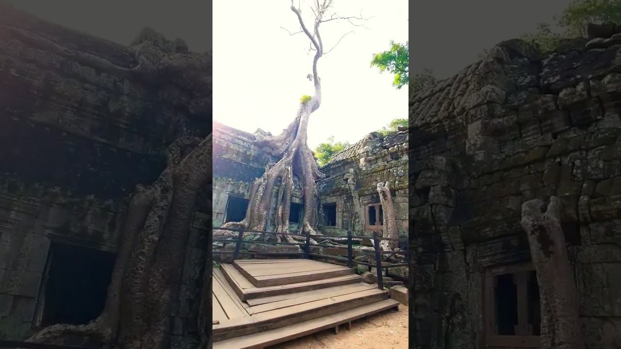 Spectacular Spung Tree 