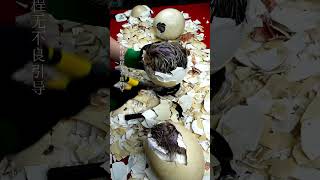 ⭕️ Artificial assistance for ostrich hatching#Streaming🦤 Artificial Assistance For Ostrich Hatching Live Streaming