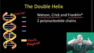 DNA Structure and Replication