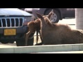 Moose Gives Birth in Lowe's Parking Lot