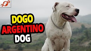 🐕 The Dogo Argentino – All About the Dogo Argentino Dog Breed! 🐕 The Dogo Argentino – All About the Dogo Argentino Dog Breed!