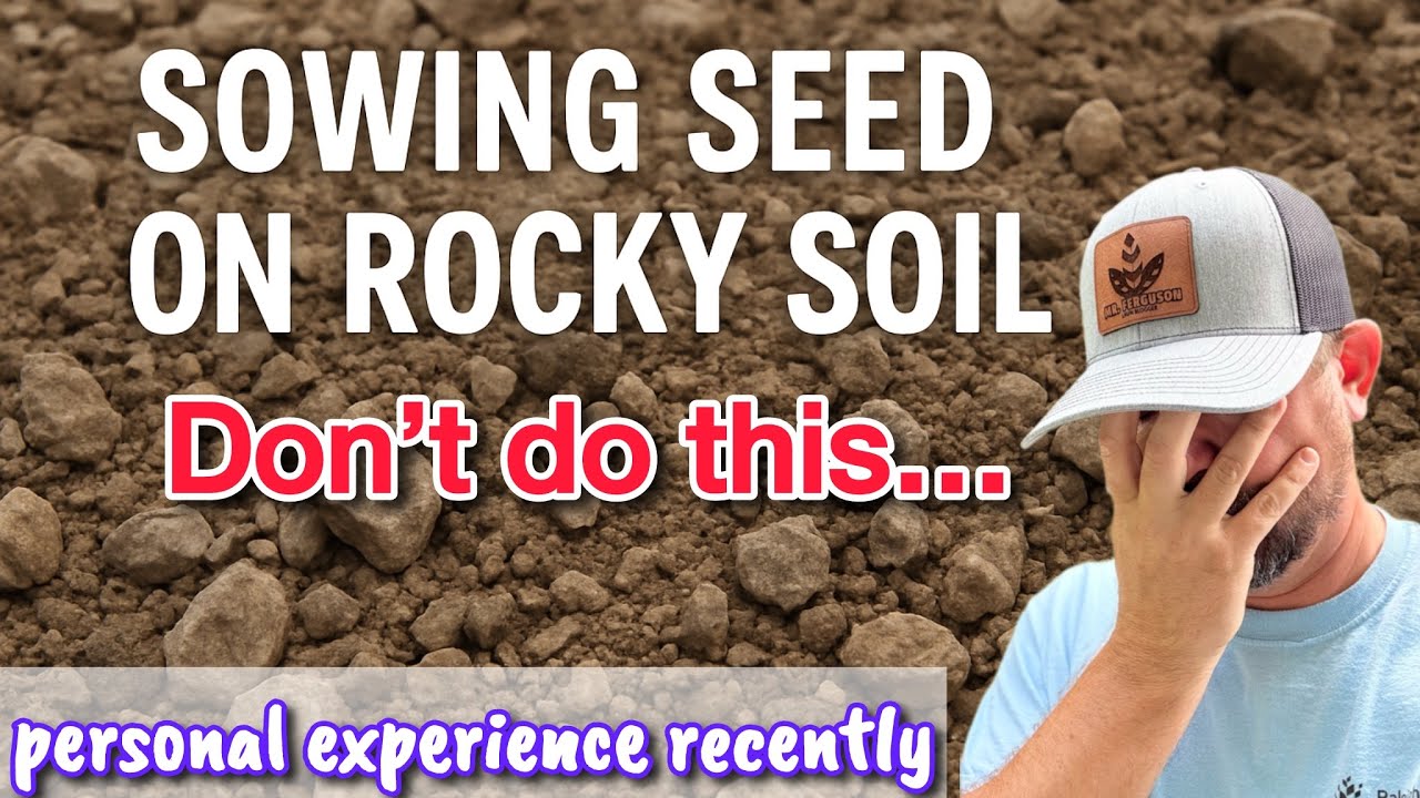 Sowing Grass Seed (recent, amazing story) + Quick Tall Fescue Lawn Update