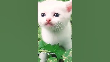 Kucing Mengeong - Suara Kucing - Kucing lucu #shorts #kucing #catlover