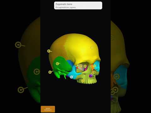 Parts of skull