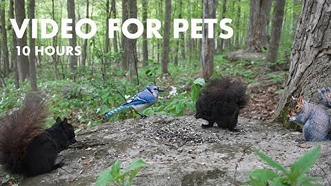 Squirrels and Chipmunks in a Forest of Trilliums - 10 Hour Video for Pets - Cat TV - May 23, 2024